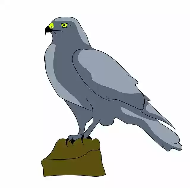 Free download Falcon Bird -  free illustration to be edited with GIMP free online image editor