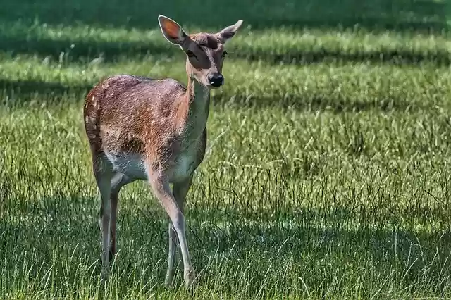 Free download fallow deer doe deer ruminant free picture to be edited with GIMP free online image editor