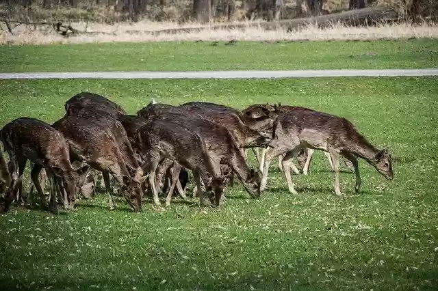 Free download Fallow Deer Herd Wild -  free photo or picture to be edited with GIMP online image editor