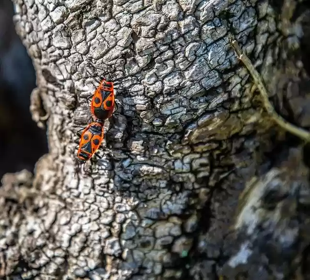 Безкоштовно завантажте Fire Bugs Bug Close - безкоштовну фотографію чи зображення для редагування за допомогою онлайн-редактора зображень GIMP