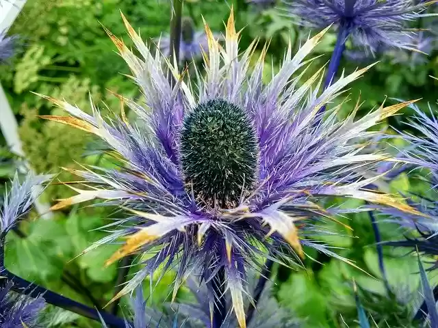 Free download Flat-Leaf Eryngo Umbelliferae -  free photo or picture to be edited with GIMP online image editor