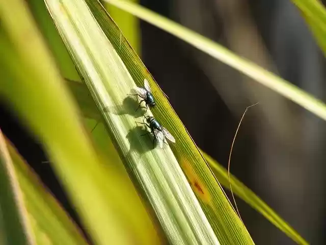 निःशुल्क डाउनलोड करें Flies Nature Grass - GIMP ऑनलाइन छवि संपादक के साथ संपादित करने के लिए निःशुल्क फोटो या चित्र