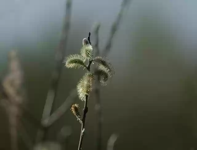 Free download Flora Willow Catkin -  free photo or picture to be edited with GIMP online image editor