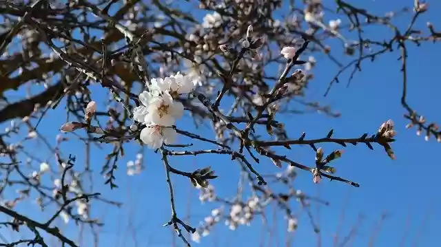 Free download Flower Almond Tree Flowers free photo template to be edited with GIMP online image editor