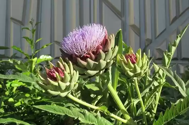 Free download Flower Artichoke Bloom -  free photo or picture to be edited with GIMP online image editor