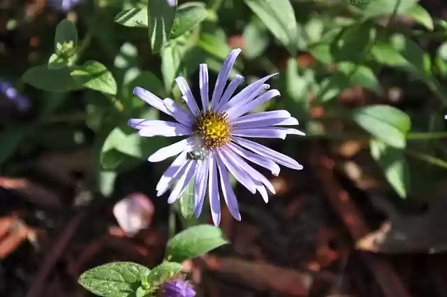 Free download Flower Aster Bloom -  free free photo or picture to be edited with GIMP online image editor