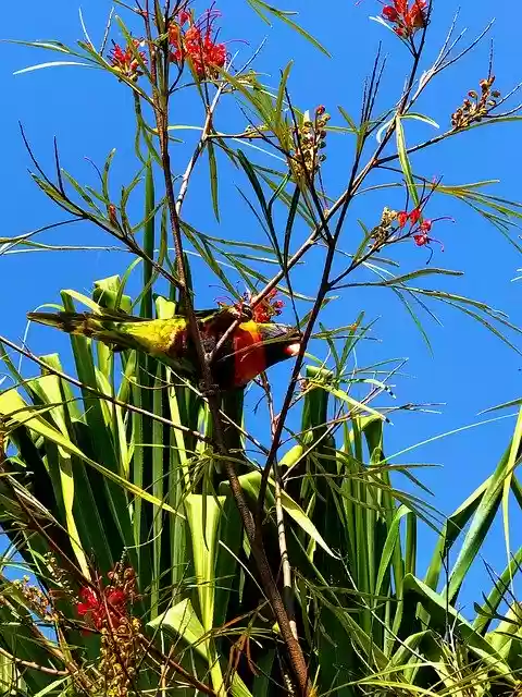 Free download Flower Bird Sky -  free photo or picture to be edited with GIMP online image editor