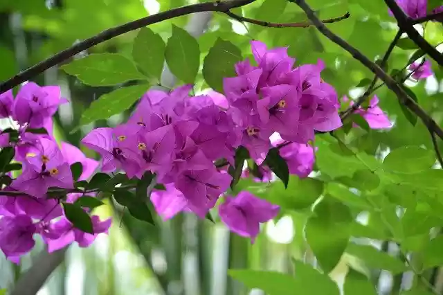 Bezpłatne pobieranie Flower Bougainvillea Nature - darmowe zdjęcie lub obraz do edycji za pomocą internetowego edytora obrazów GIMP