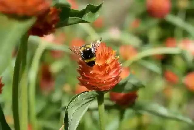 Free download flower bumblebee insect pollination free picture to be edited with GIMP free online image editor