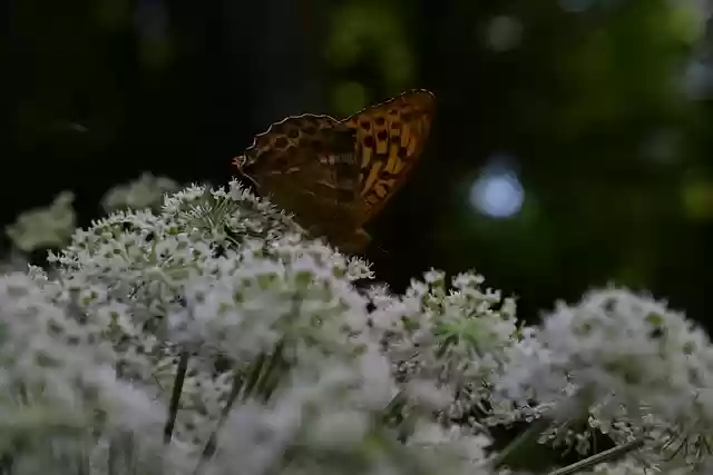 Free download flower butterfly entomology macro free picture to be edited with GIMP free online image editor