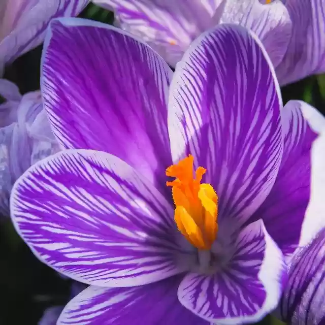 Free download flower crocus purple flora nature free picture to be edited with GIMP free online image editor