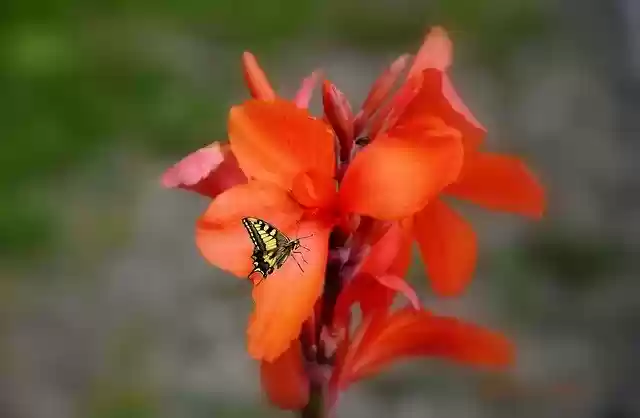 বিনামূল্যে ডাউনলোড করুন ফ্লাওয়ার ফ্লাওয়ারস প্ল্যান্ট - জিআইএমপি অনলাইন ইমেজ এডিটর দিয়ে বিনামূল্যে ছবি বা ছবি সম্পাদনা করতে হবে