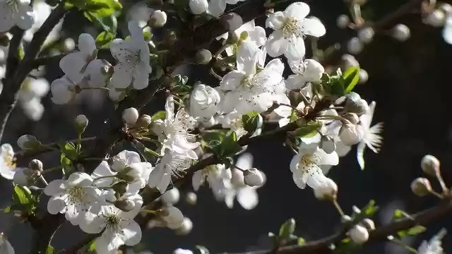 Free download Flower Flowers Plum Blossom -  free photo or picture to be edited with GIMP online image editor