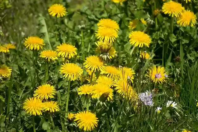 Free download Flower Meadow Dandelion Blossom -  free photo or picture to be edited with GIMP online image editor