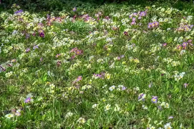 Free download Flower Meadow Primroses Harbinger -  free photo or picture to be edited with GIMP online image editor