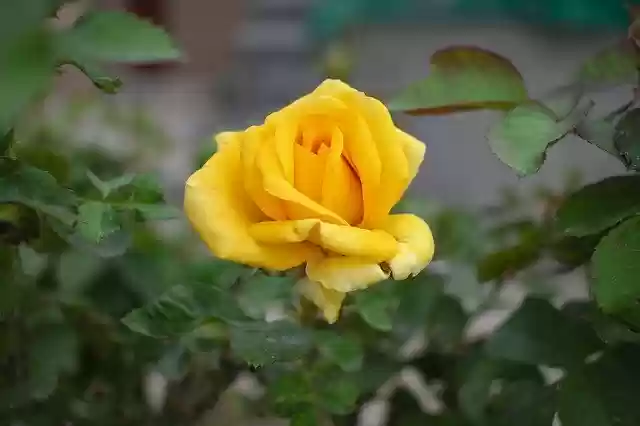 دانلود رایگان قالب عکس Flower Nature Bloom برای ویرایش با ویرایشگر تصویر آنلاین GIMP