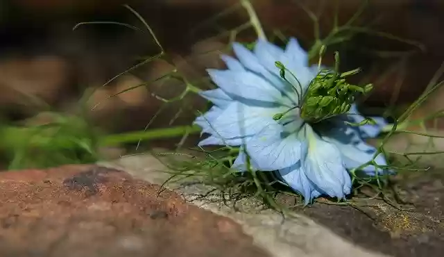 Free download Flower Nigella Damascena -  free photo or picture to be edited with GIMP online image editor