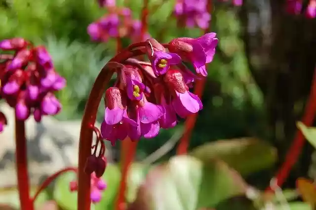 免费下载 Flower Original Fuschia - 可使用 GIMP 在线图像编辑器编辑的免费照片或图片