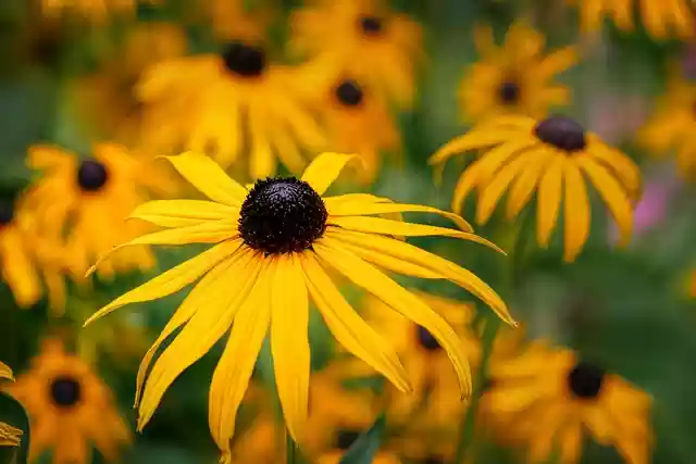 Free download flower petals black eyed coneflower free picture to be edited with GIMP free online image editor