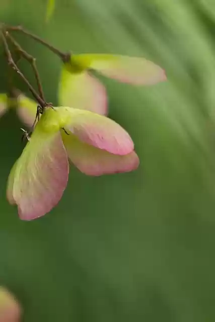 Free download flower petals bloom japanese maple free picture to be edited with GIMP free online image editor