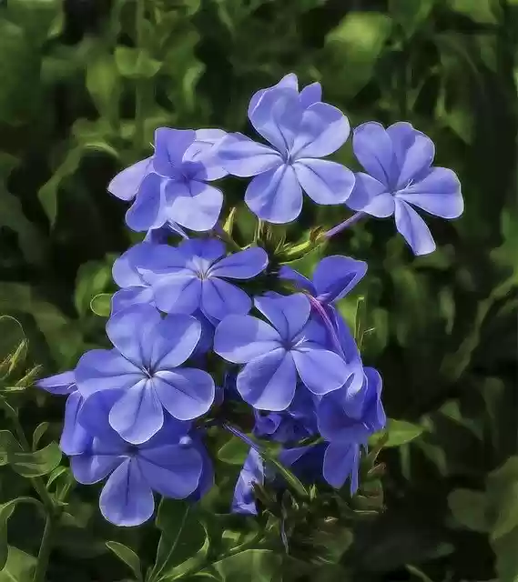 دانلود رایگان Flower Phlox Garden - تصویر رایگان قابل ویرایش با ویرایشگر تصویر آنلاین رایگان GIMP