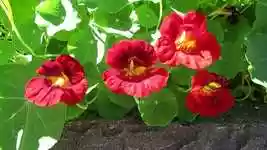 Бесплатно скачайте бесплатный шаблон фотографии Flower Plant Blossom для редактирования с помощью онлайн-редактора изображений GIMP