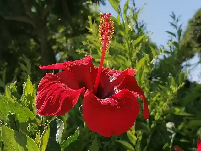 免费下载花卉植物 植物 - 使用 GIMP 在线图像编辑器编辑的免费照片或图片