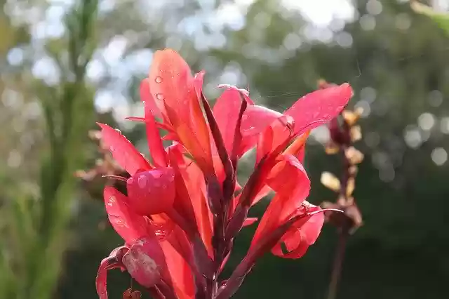 免费下载 Flower Red Beauty - 可使用 GIMP 在线图像编辑器编辑的免费照片或图片