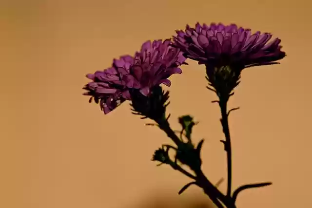 Free download flowers aster pikok flora nature free picture to be edited with GIMP free online image editor