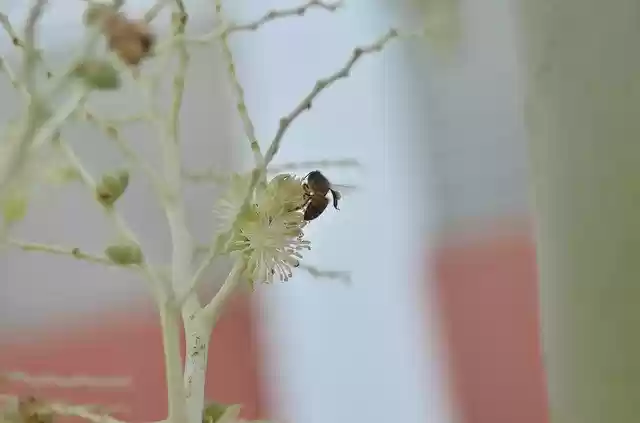 免费下载花朵蜜蜂 - 免费的免费照片或图片可使用 GIMP 在线图像编辑器进行编辑