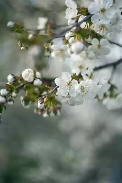 Free download flowers bloom spring apricot free picture to be edited with GIMP free online image editor