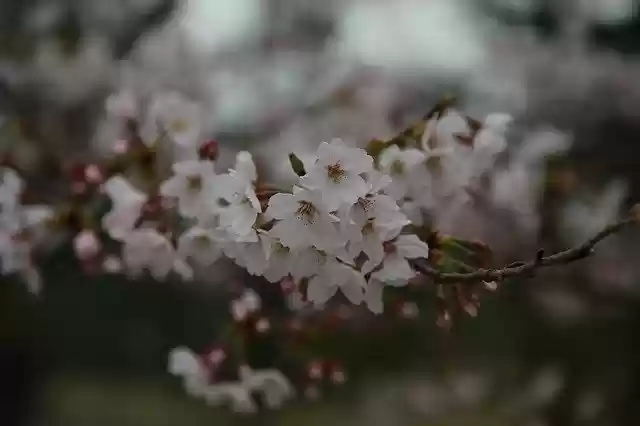 Free download Flowers Cherry Tree Blossom free photo template to be edited with GIMP online image editor