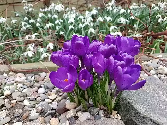 Bezpłatne pobieranie Flowers Crocus Harbinger Of Spring - bezpłatne zdjęcie lub obraz do edycji za pomocą internetowego edytora obrazów GIMP