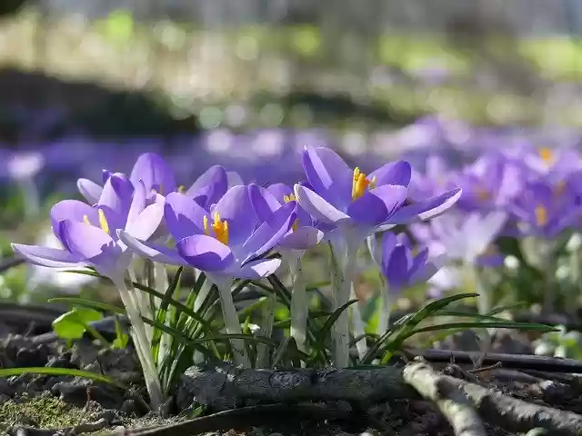 Free download Flowers Crocus Spring -  free photo or picture to be edited with GIMP online image editor