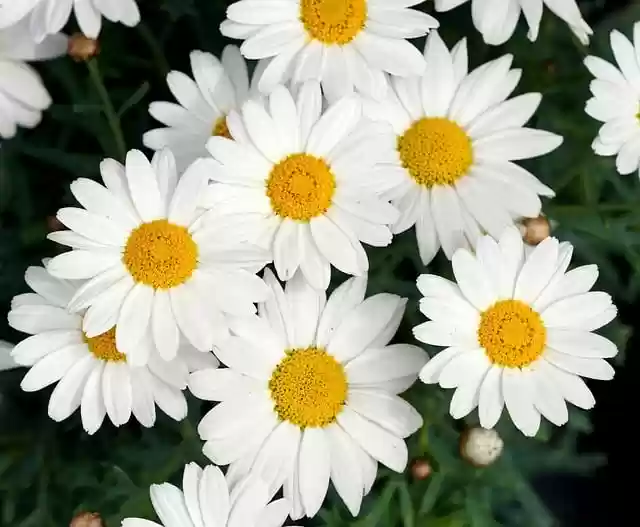 Free download flowers daisies white flowers free picture to be edited with GIMP free online image editor