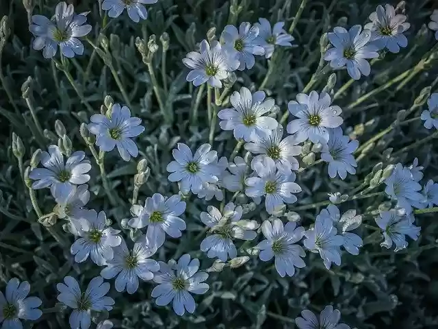 Free download Flowers Drops Wet free photo template to be edited with GIMP online image editor