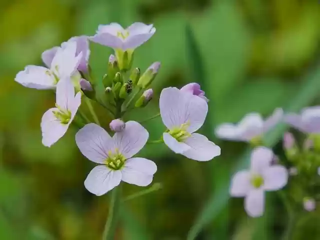 Free download flowers field nature macro free picture to be edited with GIMP free online image editor