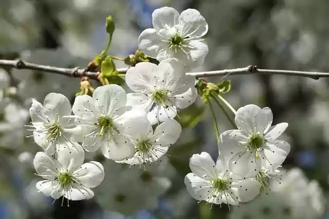 Free download flowers flowering tree white flowers free picture to be edited with GIMP free online image editor