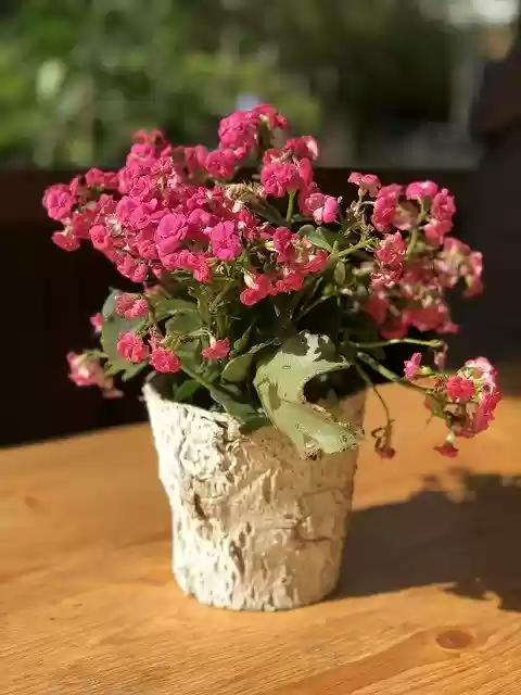 Free download Flowers Flower Pot Kalanchoe -  free photo or picture to be edited with GIMP online image editor