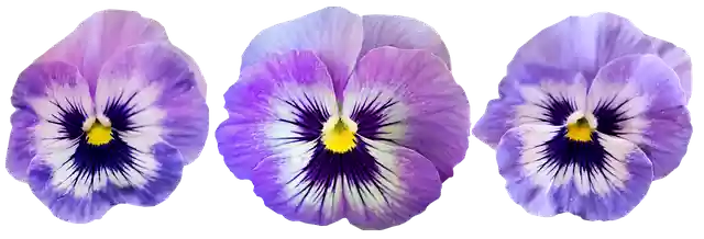 Gratis download Flowers Mauve Pansies - gratis illustratie om te bewerken met GIMP gratis online afbeeldingseditor