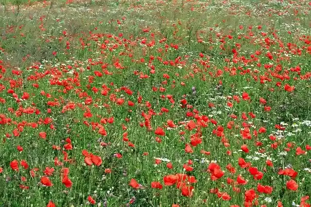 Free download Flowers Meadow Nature free photo template to be edited with GIMP online image editor