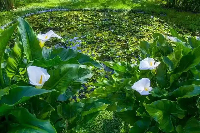 Free download Flowers Pond Flower -  free photo template to be edited with GIMP online image editor