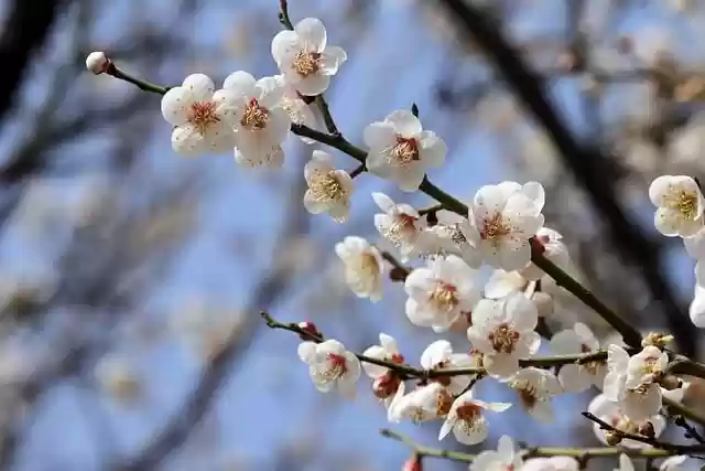 Free download flowers spring plum blossom free picture to be edited with GIMP free online image editor