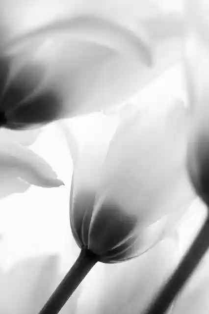 Free download Flowers Tulips Black And White -  free photo or picture to be edited with GIMP online image editor