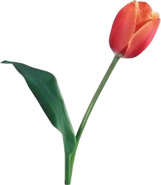 Free download Flowers Tulips Flower free photo template to be edited with GIMP online image editor