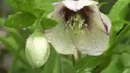 Free download Flowers With Raindrops free video to be edited with OpenShot online video editor