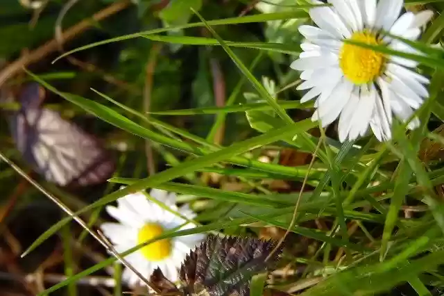 Free download Flower White Marguerite -  free photo or picture to be edited with GIMP online image editor