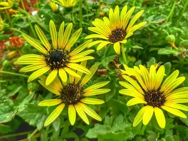 Free download Flower Yellow Flowers free photo template to be edited with GIMP online image editor