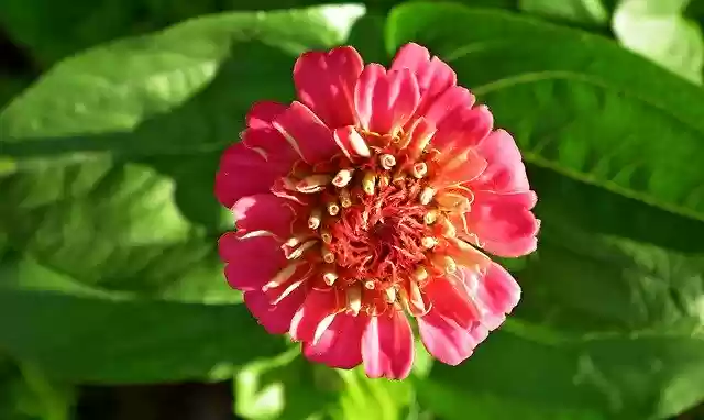 Free download Flower Zinnia Foliage -  free photo or picture to be edited with GIMP online image editor