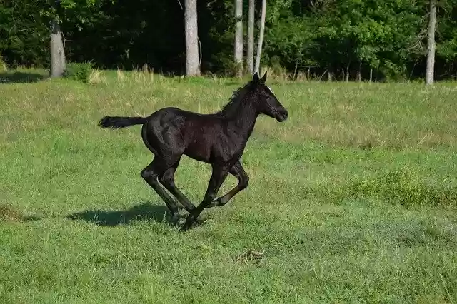 Free download Foal Colt Horse -  free photo or picture to be edited with GIMP online image editor